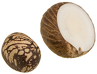a-typik nut