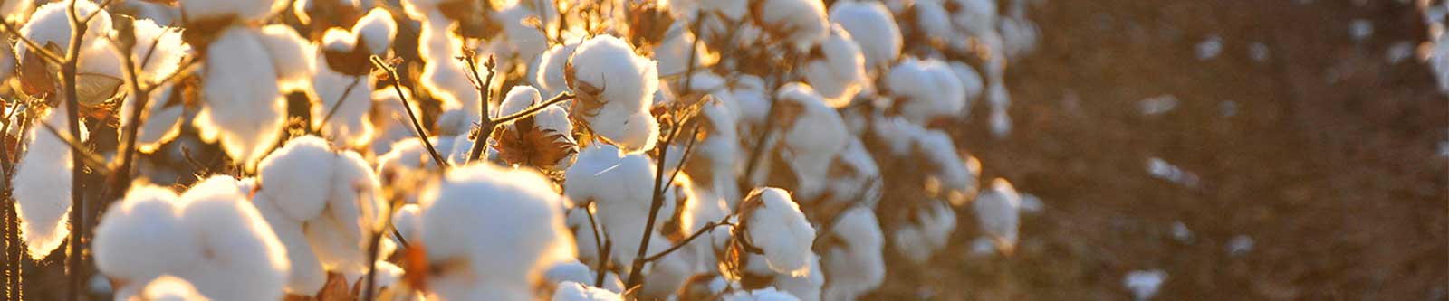 duurzame mode en biologisch katoen Pretty Vacant watMooi 