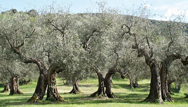 oliveda natuur cosmetica