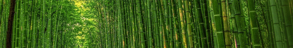 bamboe belgie