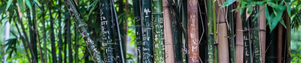 bamboo basics bamboe ondergoed