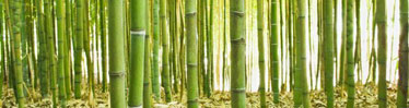bamboe bamboe kleding bamboo belgium