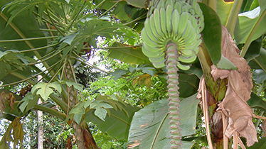 Bananenplantage in Nepal