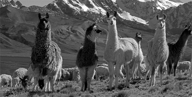 bufandy shawls alpaca