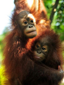 Oerang Oetan Monkey Business