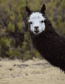 Vest Jas Alpaca Maor Marfil Black